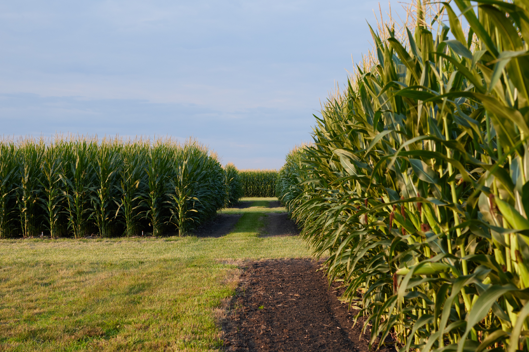 Rows of tasseling corn in plots