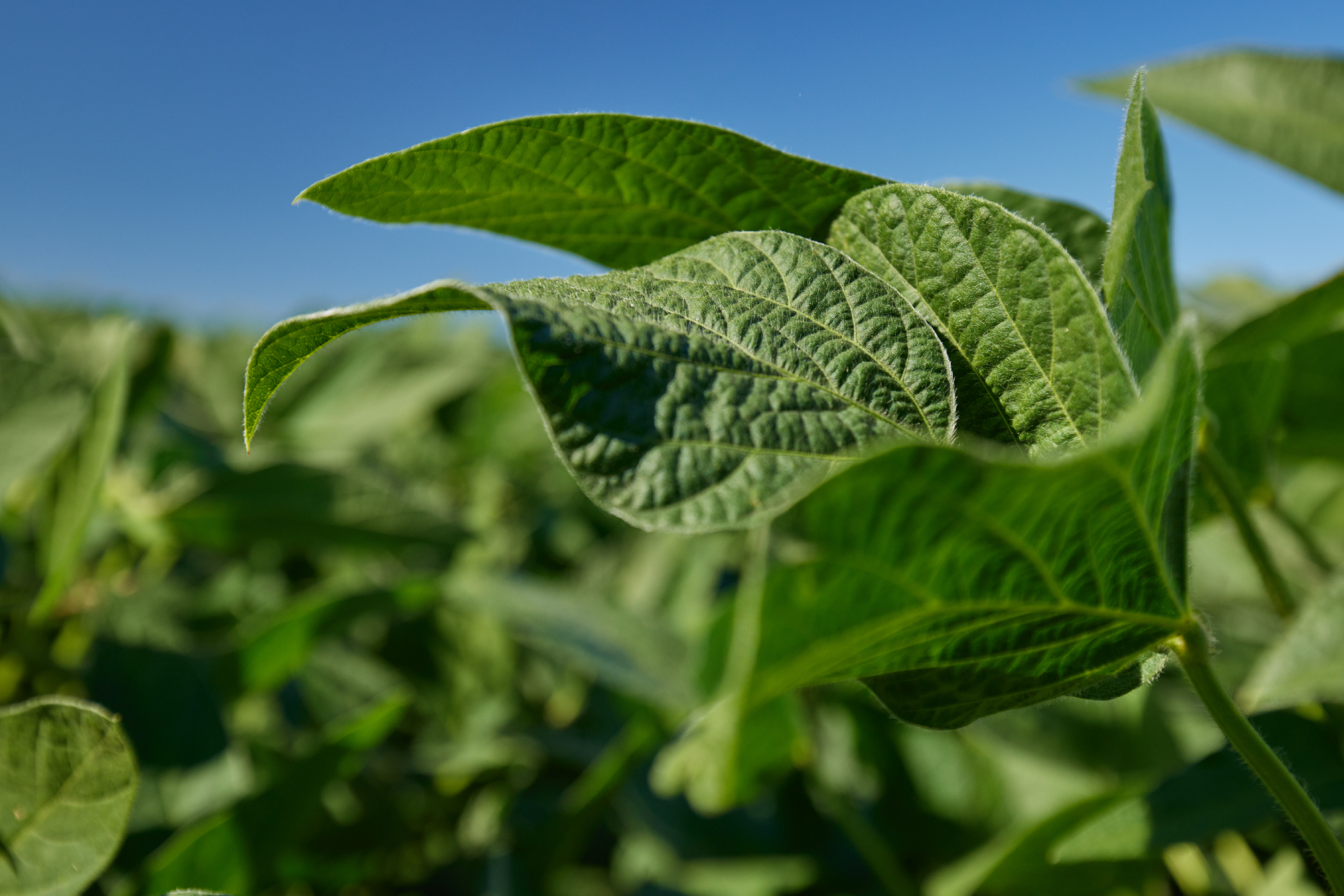 Close up image of healthy soybean leaves